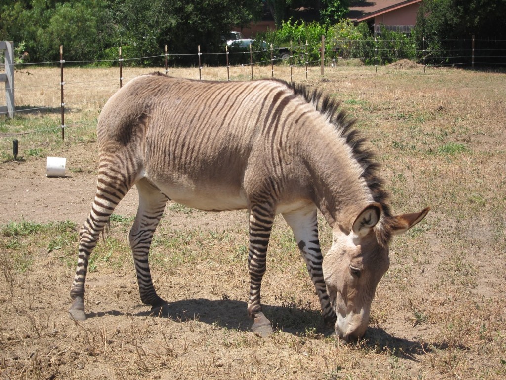What is a Zonkey? Zebra Donkey Zebadonk Cross Information