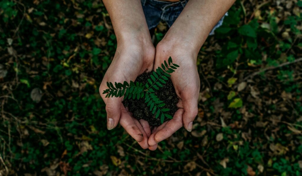 a small plant held in a person's hands in an outside area signifying new growth